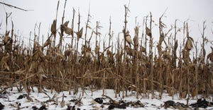 Standing corn in winter with snow on the ground