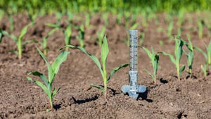 corn field with rain gauge