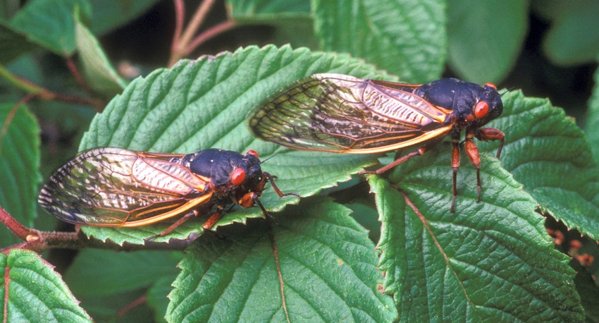 WFP-ARS-cicadas.jpg