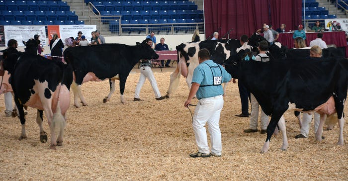 : Participants in the 5-year-old Holstein show get ready to place their cows on final display before the judge declares a win