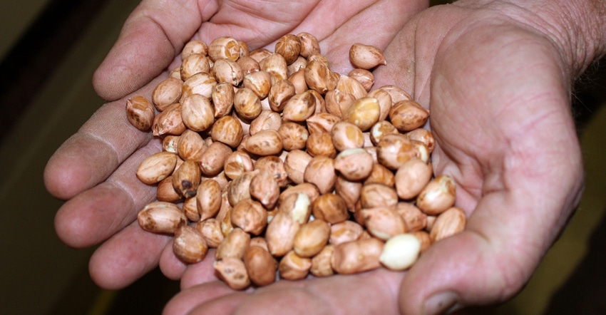 peanut-shelling-plant-hands-2-a.jpg