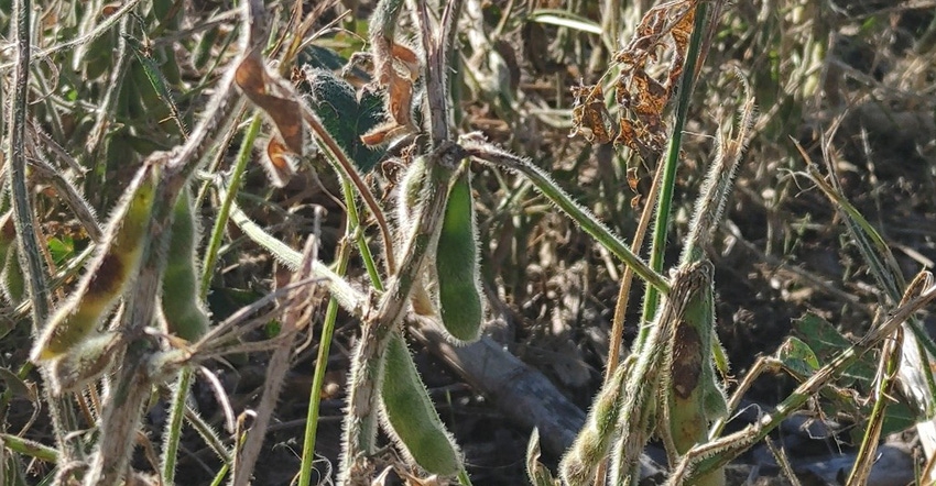 Close-up of dry soybean plants in field