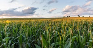 Landscape of corn field with blue skies and clouds