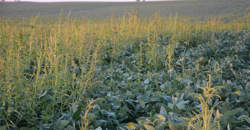 Waterhemp amongst soybean plants