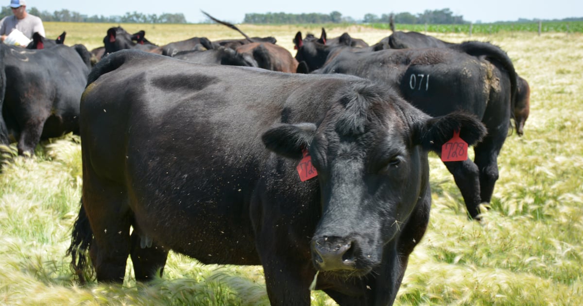 Minnesota beef referendum loses by narrow margin