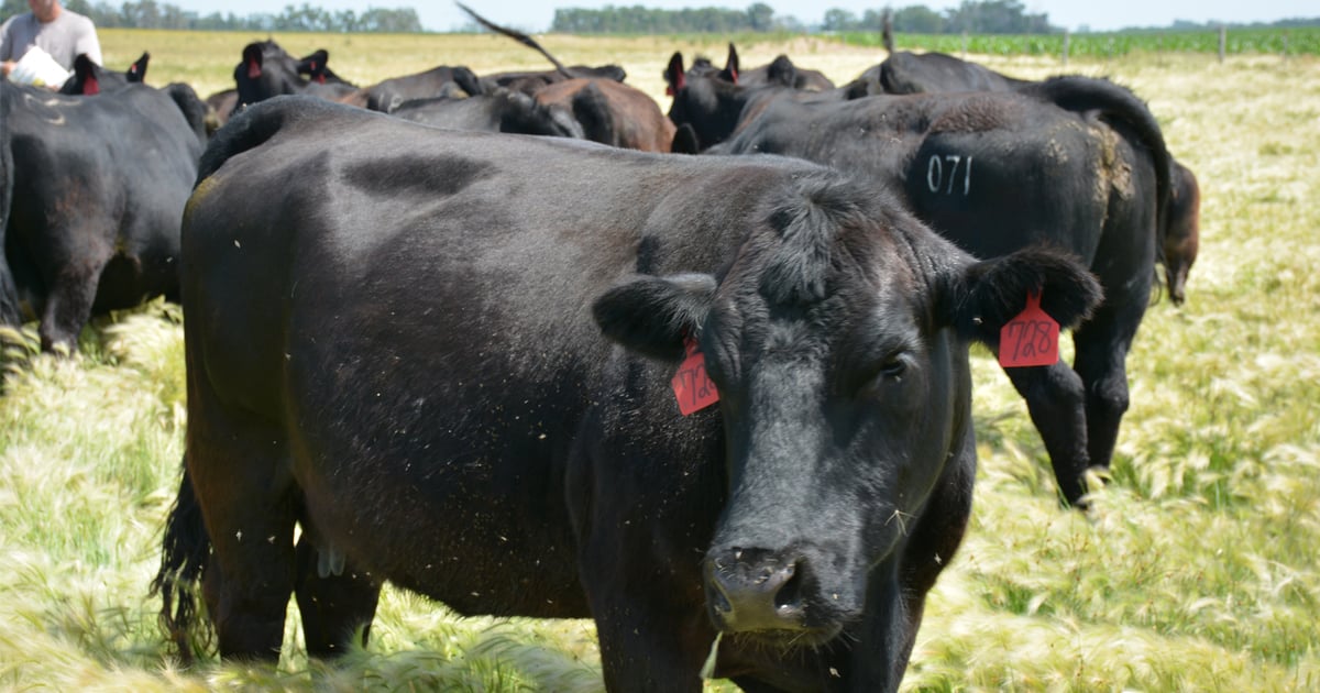 Minnesota beef referendum loses by narrow margin