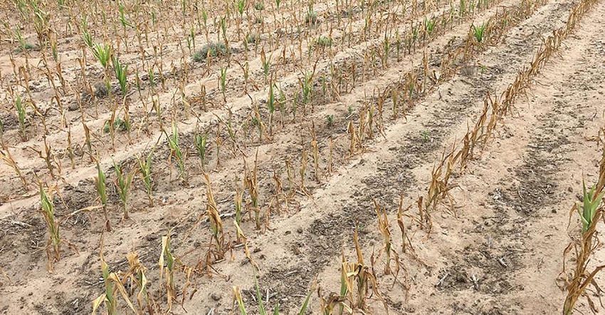 A field of early-planted corn that burned up due to drought conditions during the early season in 2017