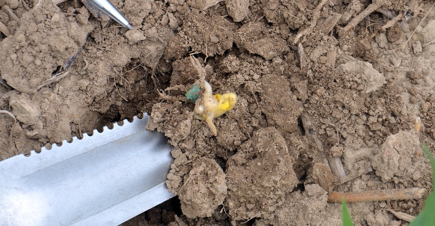 corn seedling in dirt