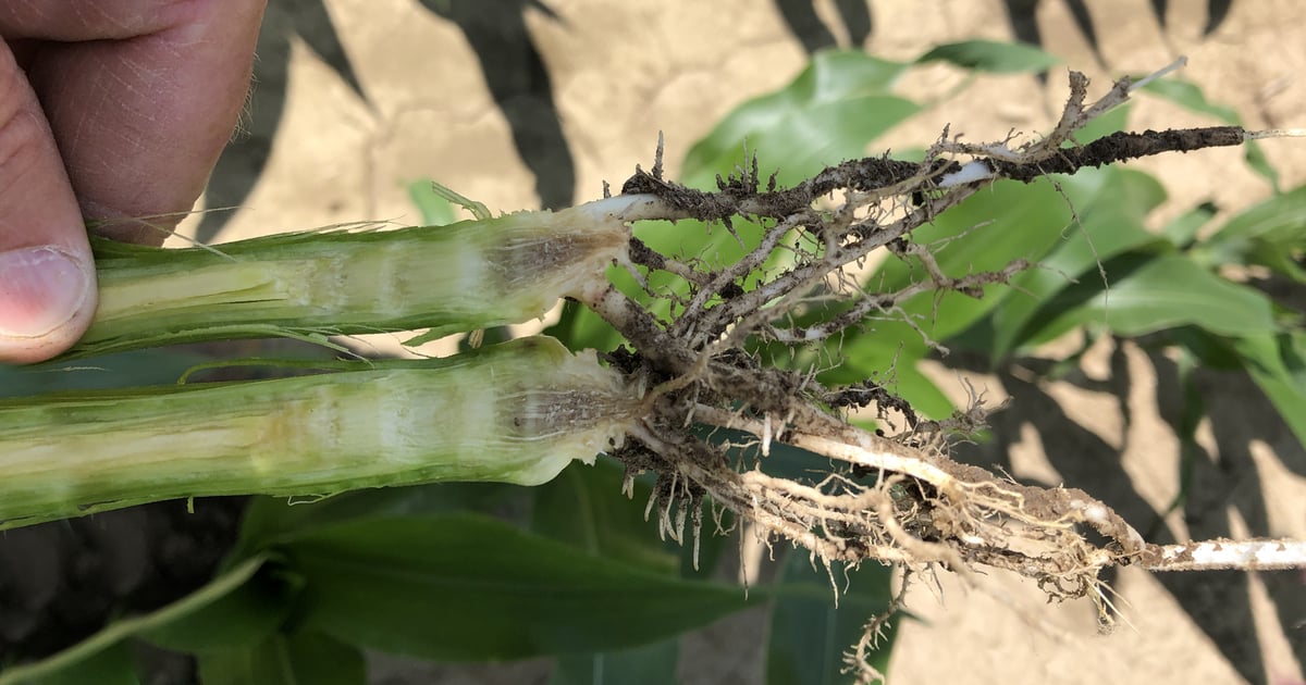 Crown rot is lurking, farmers take action!