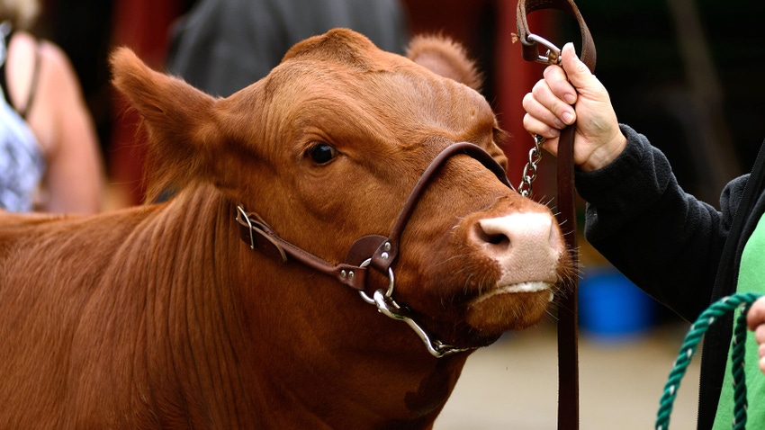 beef cattle waiting before a county fair judging contest beef cattle waiting before a county fair judging contest