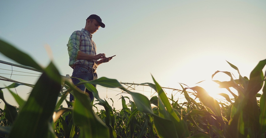farmer on phone in corn field