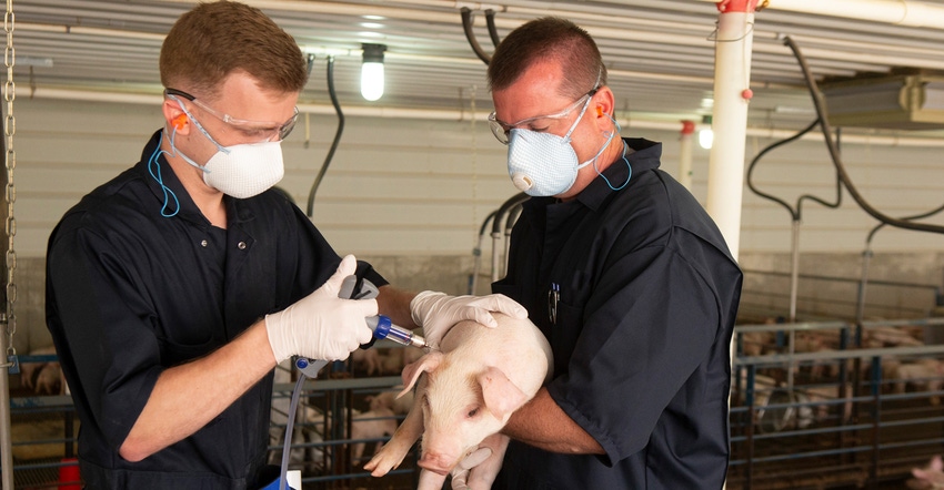 Vaccine being given to a pig