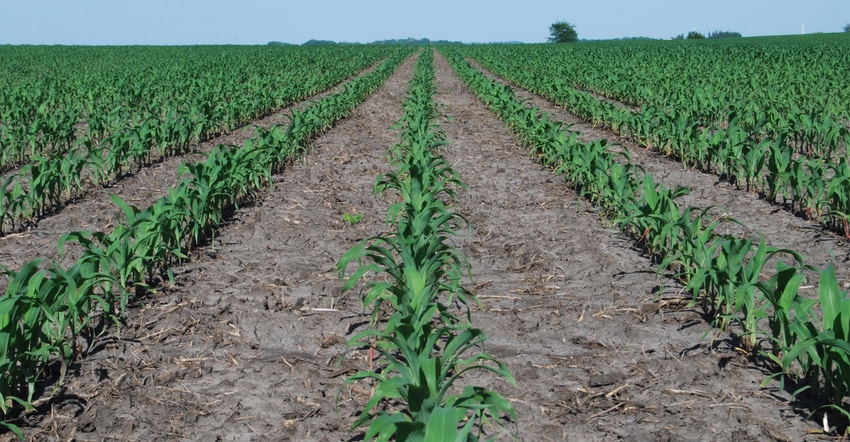 Young rows of corn in field