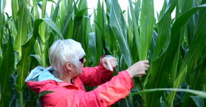 Betsy Bowers pulls leaf samples on V12 corn