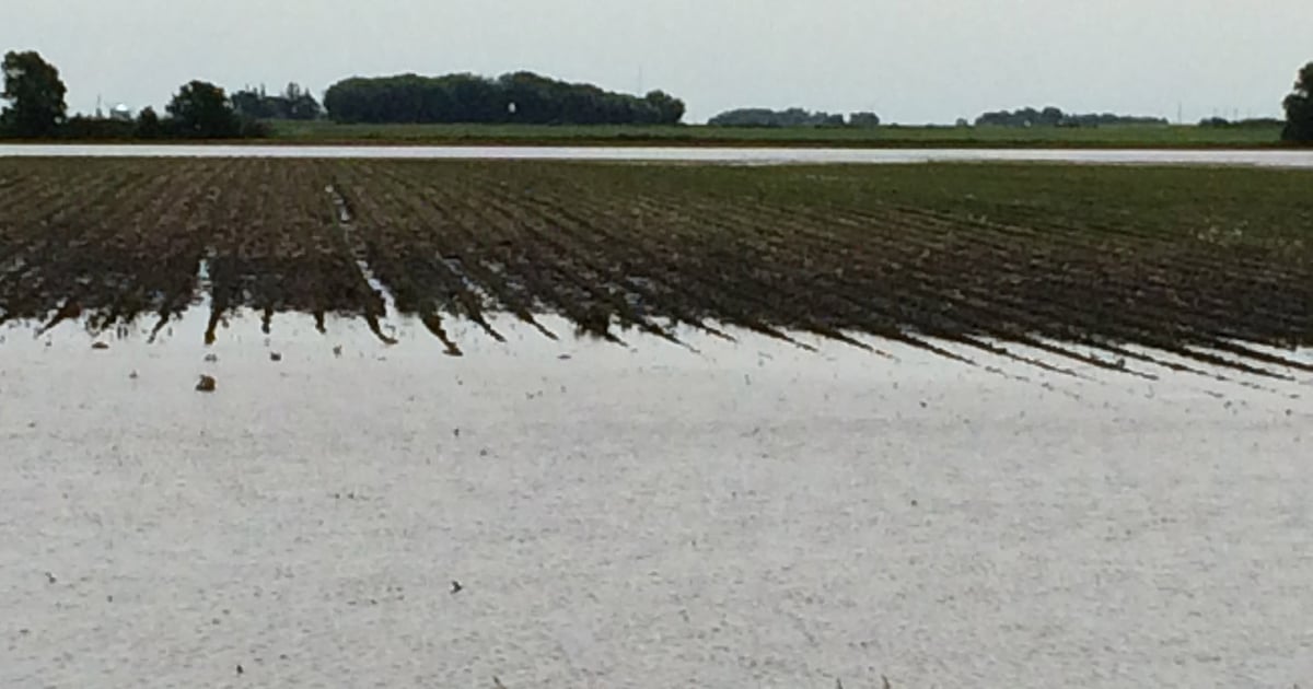 USDA reports a shock