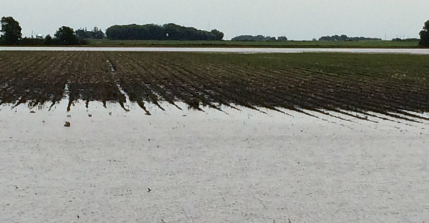 Flooded field after 3.5 inch rainfall overnight in southern Minnesota.