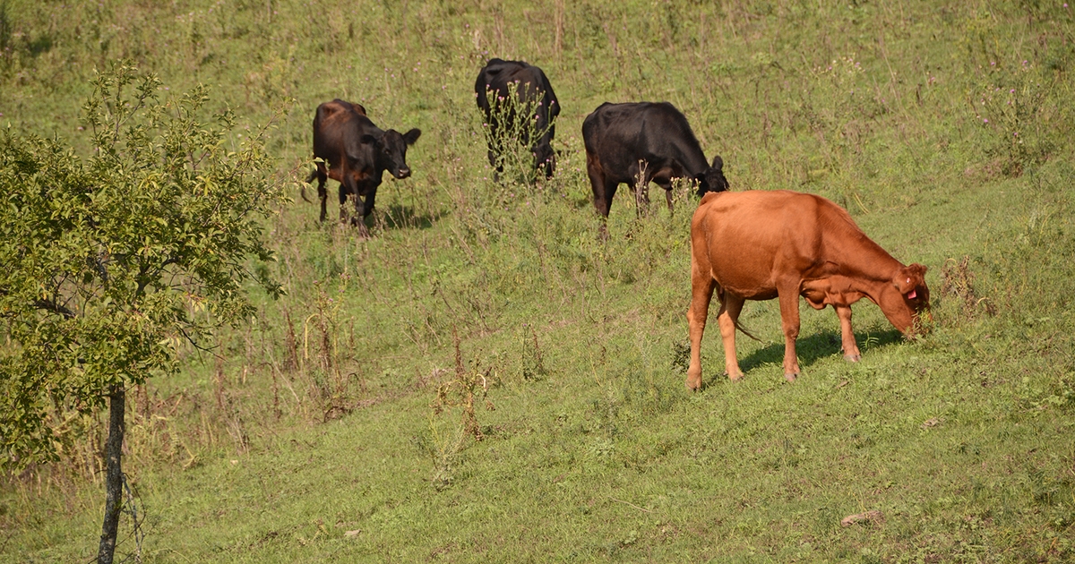 New record set for North Dakota pastureland values, cash rents