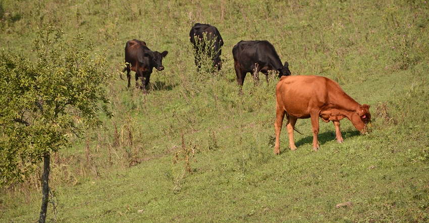 cattle graze a hillside pasture 