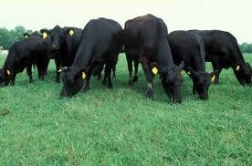 cattle_prices_soar_field_day_offers_help_stockers_1_634648948590960000.jpg
