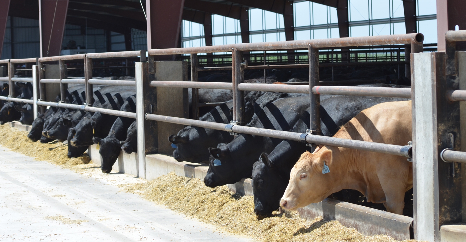 cattle-tech-innovations-solve-feedlot-problems