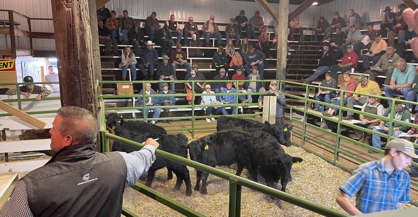 calf auction calf auction