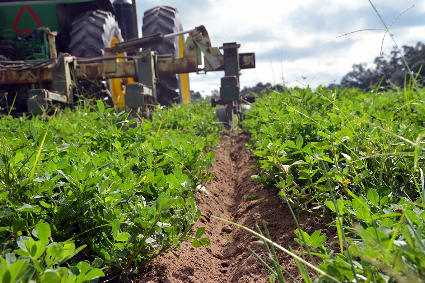 Organic peanut demand growing, and a small group makes big plans
