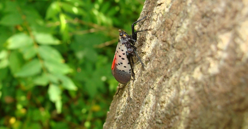 Spotted Lanterfly on a tree of heaven