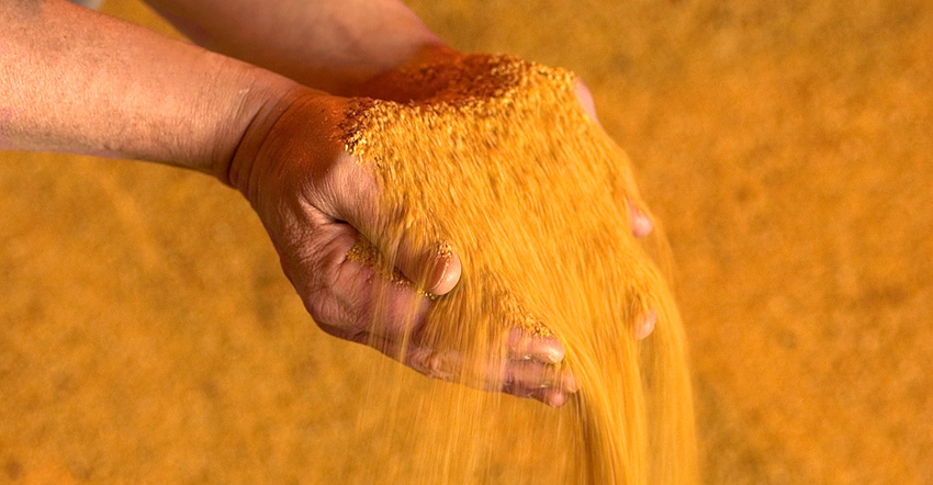 Two hands holding grain
