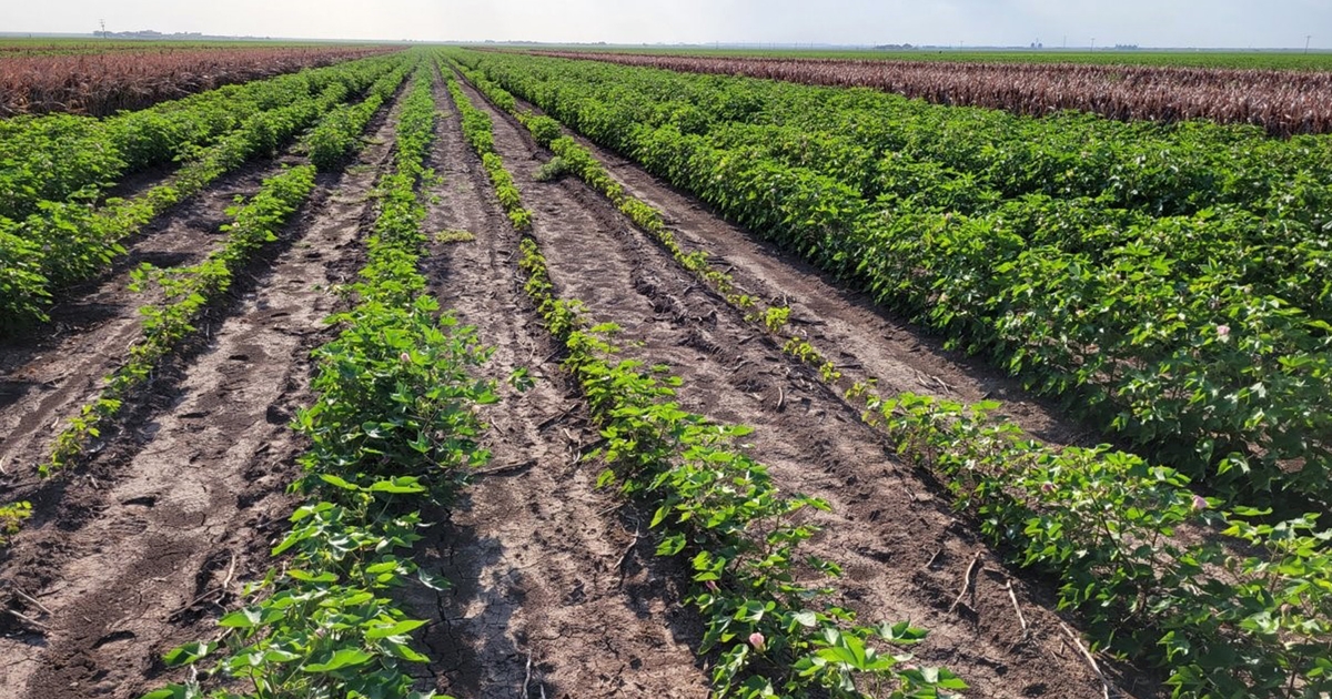Southeast Cotton: Early Thrips, Nematode Control Critical for a