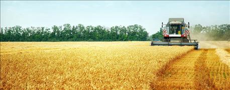wheat_harvest_2016_average_spring_wheat_found_north_dakota_1_636059854685894949.jpg