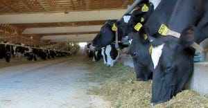 Closeup of cows feeding in stalls