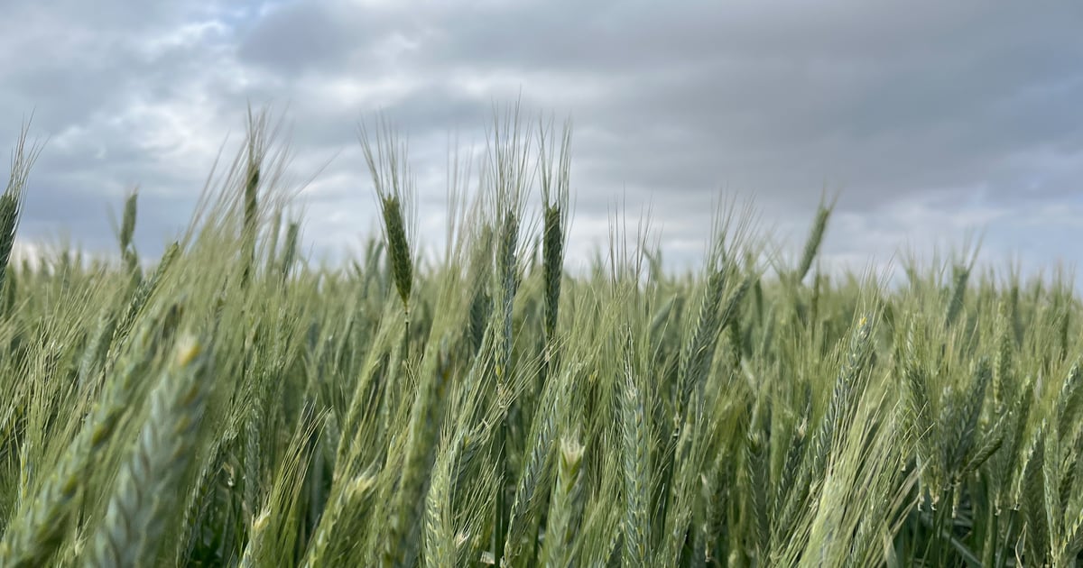 Wet wheat harvest? Perfect time to establish cover crops