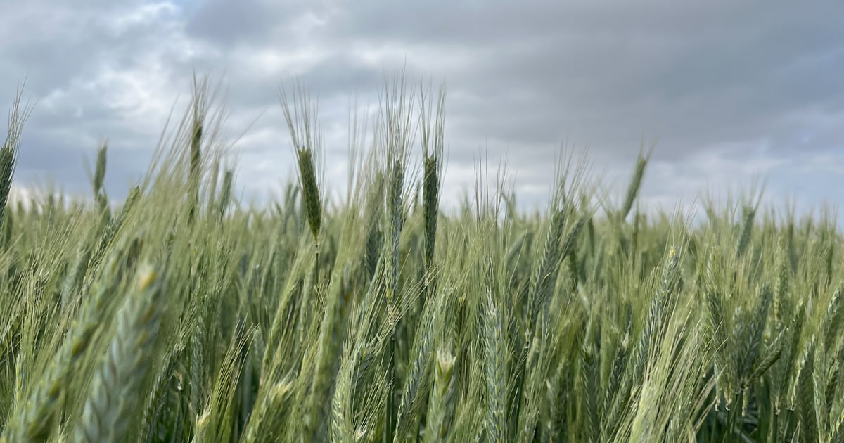 Wet wheat harvest? Perfect time to establish cover crops