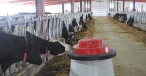 Dairy cows in barn grazing