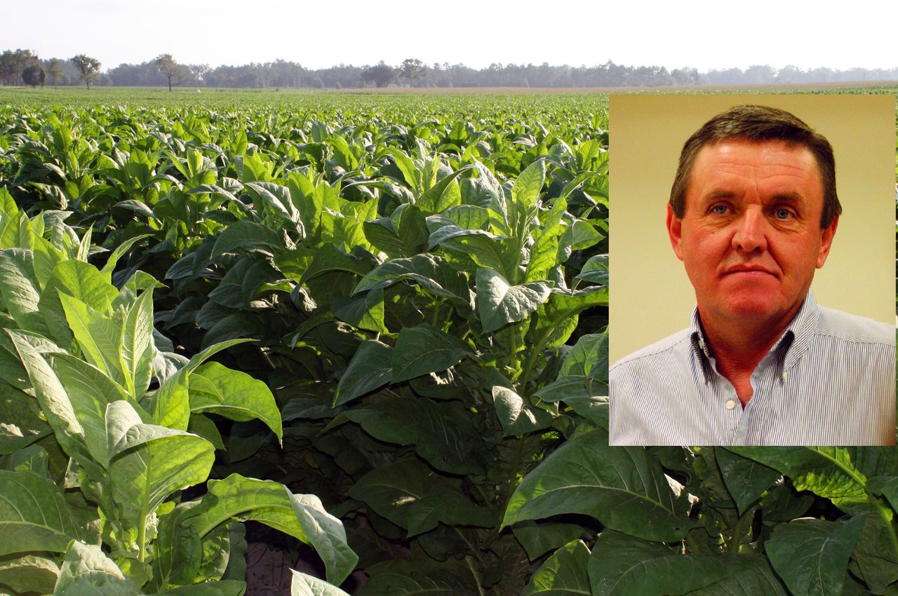 pesticides used in tobacco farming Herbicide drift could get expensive for tobacco growers pesticides used in tobacco farming Herbicide drift could get expensive for tobacco growers