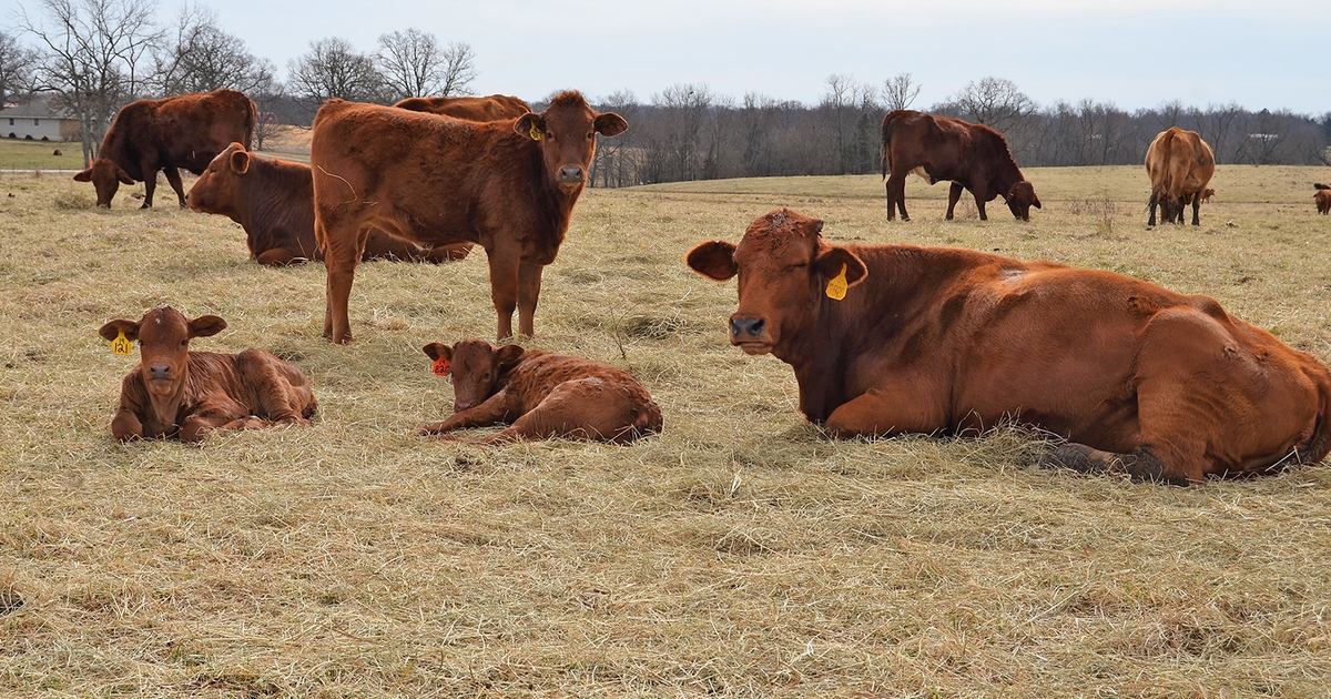 Evolution of cattle breeding