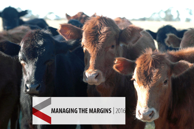 Is the stocker cattle business right or wrong for you?