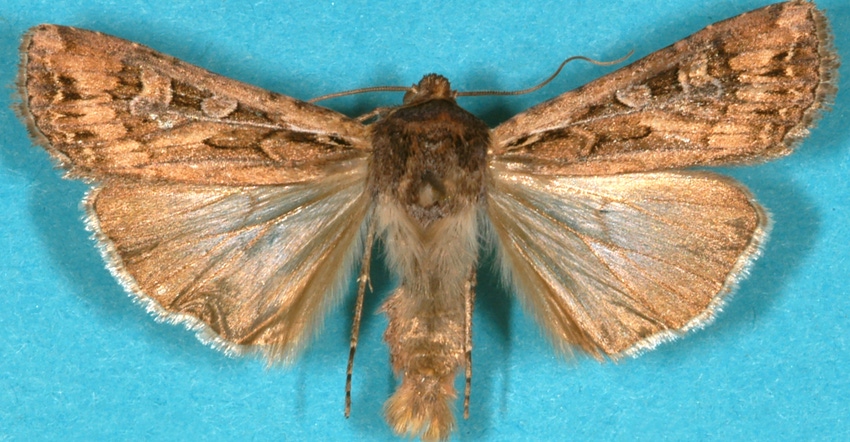 adult army cutworm moth 