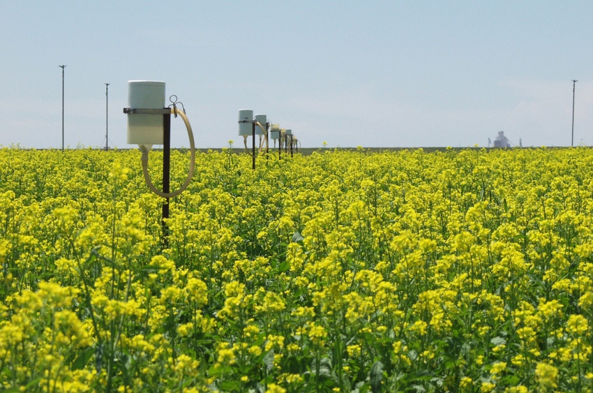 Canola crop Canola crop