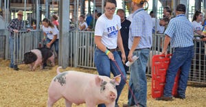  FFA member with hog in show ring