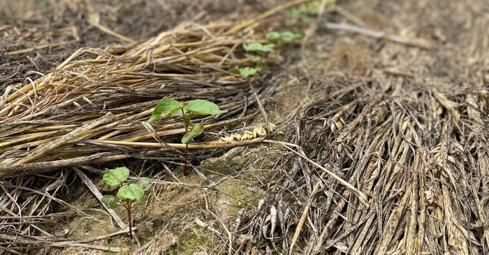 Cotton Emerging in Cover Crops