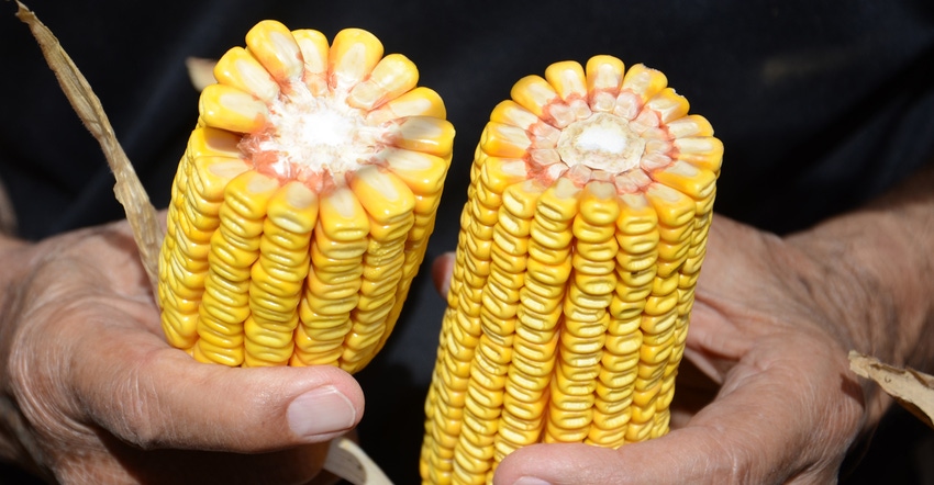 2 shucked ears of corn being compared