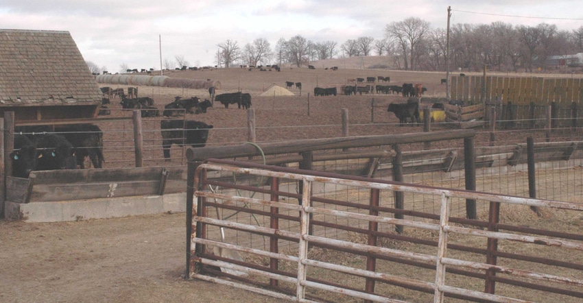 Cattle in pens Cattle in pens