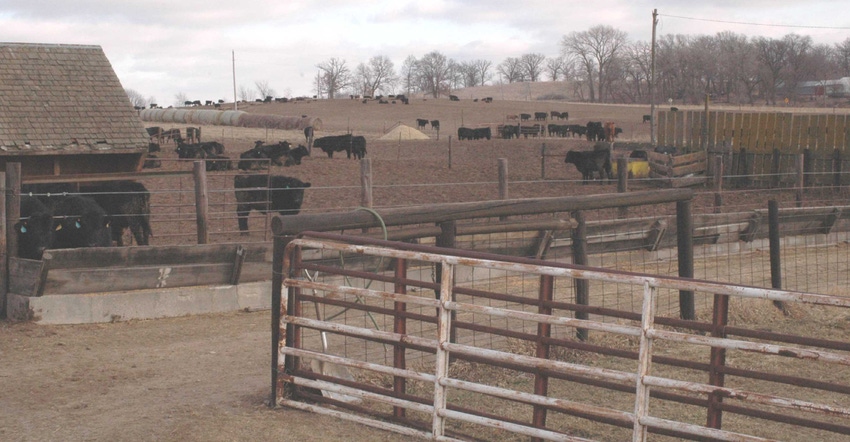 Cattle in pens