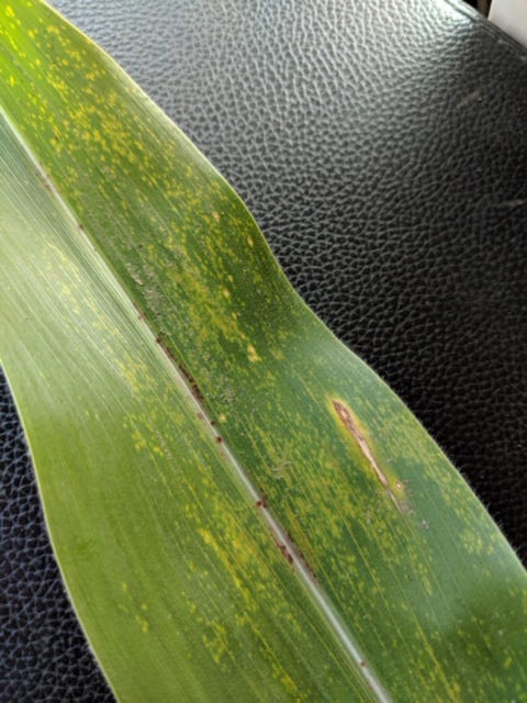 physoderma symptoms on corn leaf