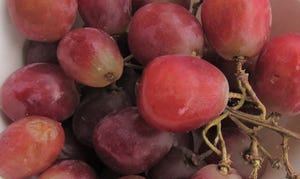 WFP-hearden-grapes-020621-2.jpg
