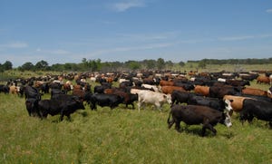 Big herd moving to new pasture
