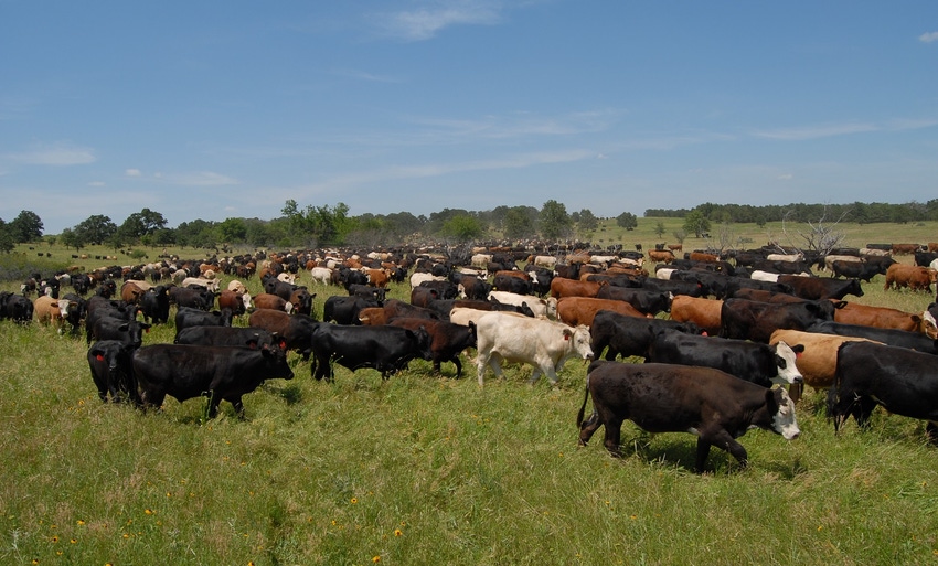 Big herd moving to new pasture Big herd moving to new pasture