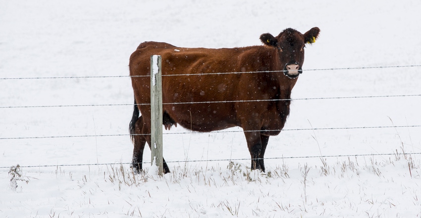 beef cattle standing by fence in snowy pasture