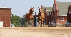 Two draft horse get a workout behind the barns during the 2021 Missouri State Fair